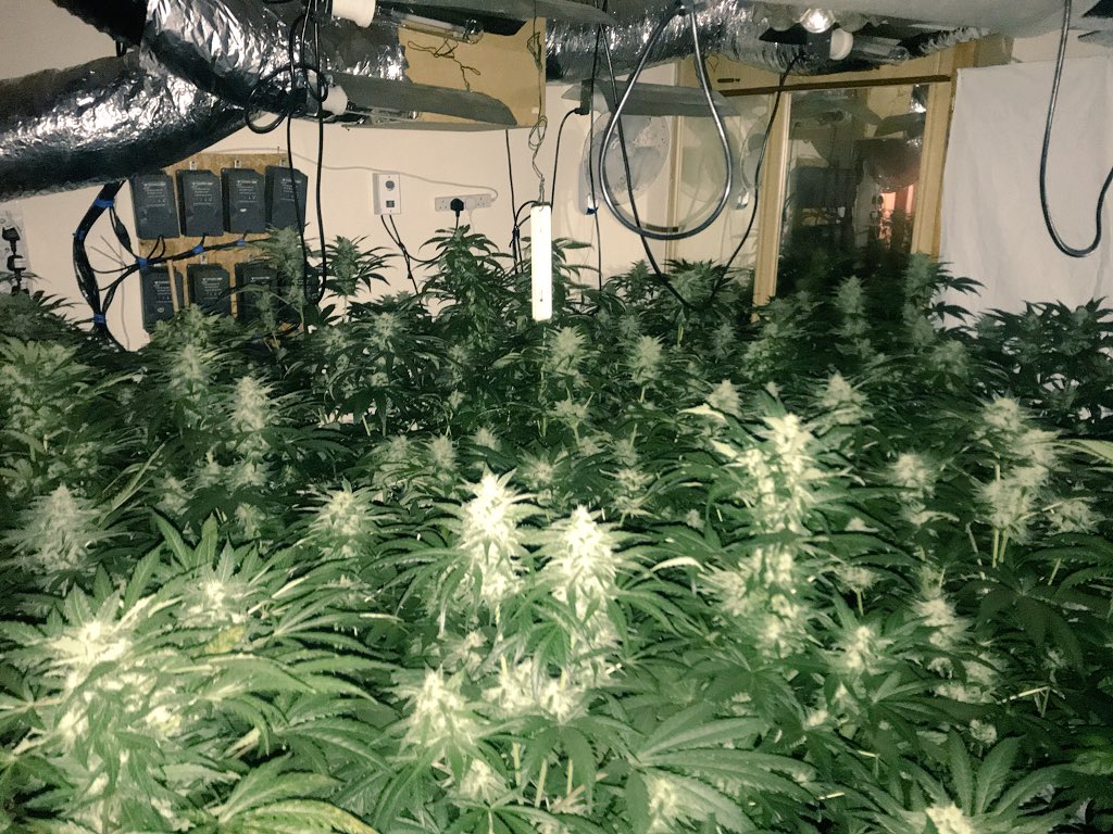 фото с выращиванием марихуаны