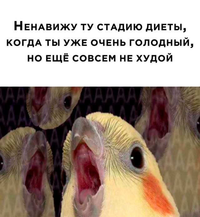 Картинки и мемы, всем хороших выходных