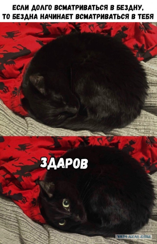 “Подарок” на котовторник