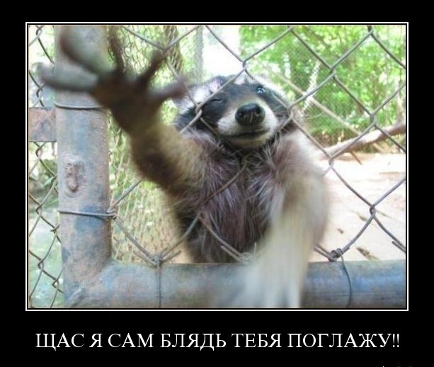 Объявлены победители премии Комедийной фотографии дикой природы-2022