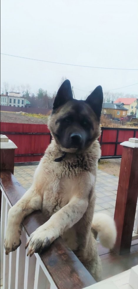 Начинаем собакочетверг!