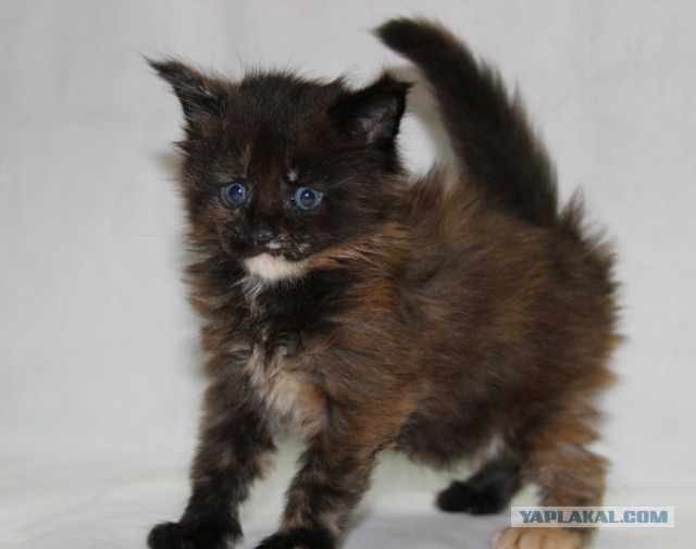 Мои мейн куны