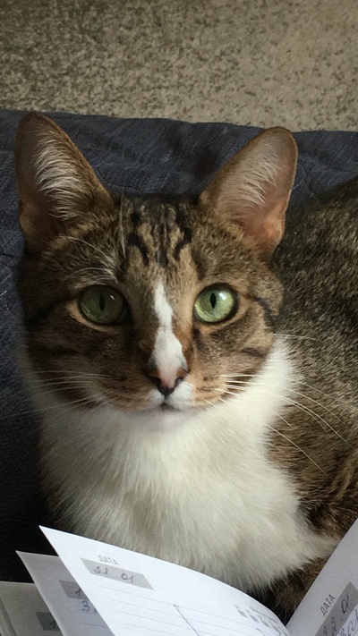 Подборка рабочих кисиков!