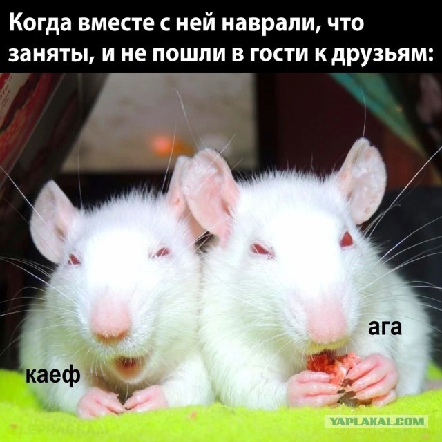 Сборник Баянов