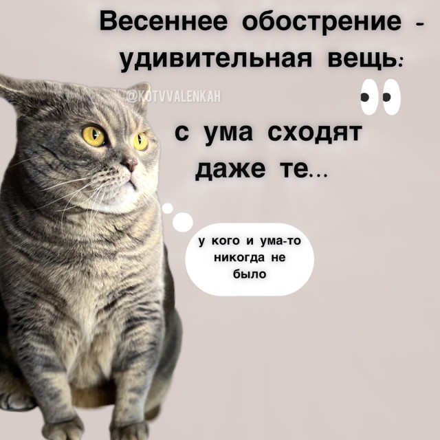 К котовторнику: подборка картинок-баянов с котиками и про котиков. Выпуск 8