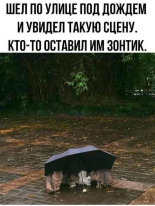 Интернет мемчики за пол дня, ну сколько набралось