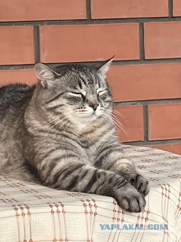 Тоже стал рабом