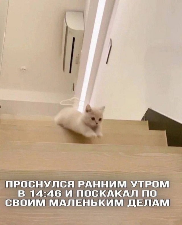 К котовторнику: подборка картинок-баянов с котиками и про котиков. Выпуск 40.