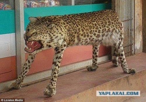 Таксидермия - это состояние души