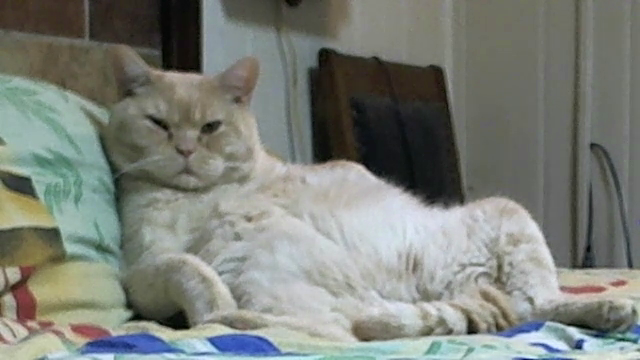 Коты ученых