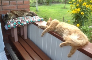 Котовторник   15.04.2014