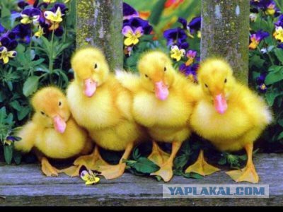 Импровизация, бачата