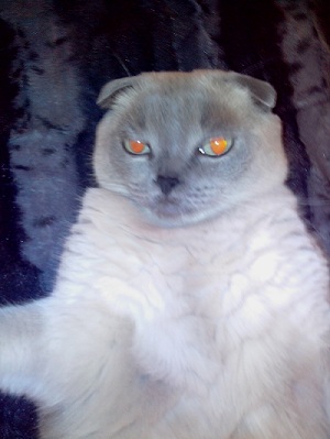 Котовторник 01.07.2014