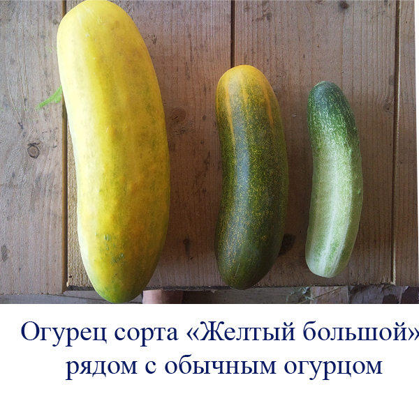 Чем мы бесим Америку и страдальцев по фуагра,