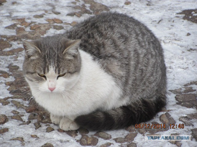 Котовторник 9.12.2014