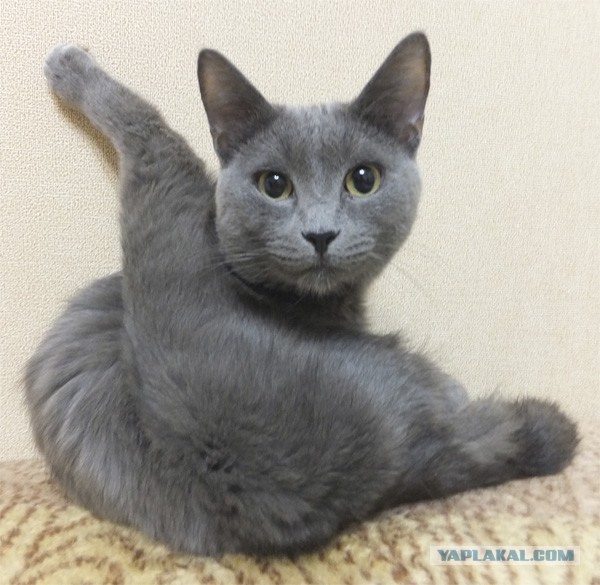 Котовторник