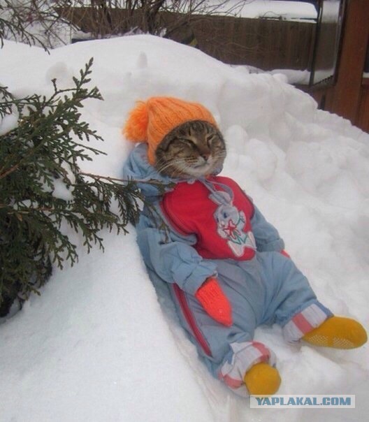 Коты, из которых получились прекрасные няни