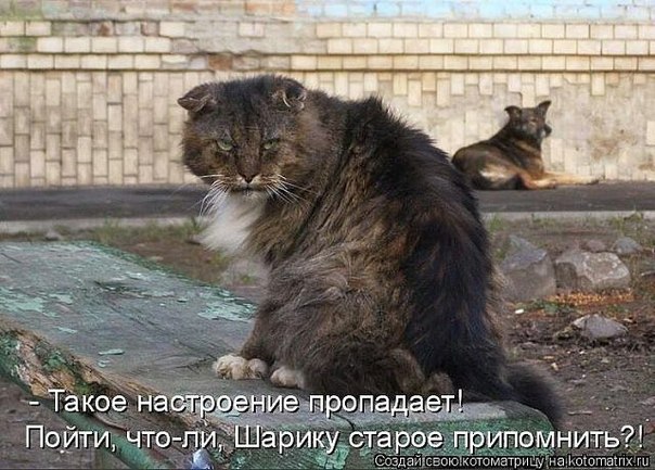 Котовторник  21.07.2015