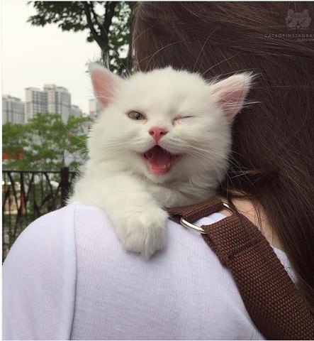 Котовторник 04.08.2015