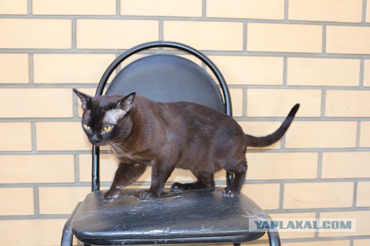 Котовторник  10.11.2015