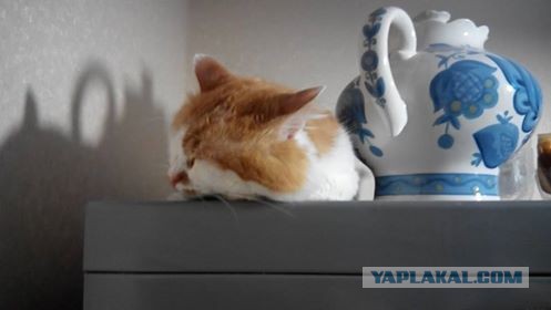 Котовторник 17.11.2015