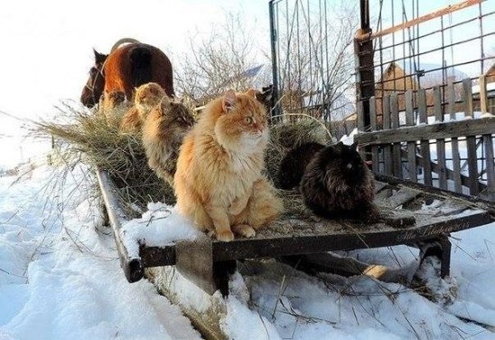 Картинки разные