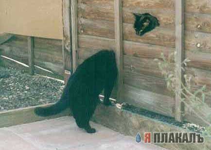 Народный котомет на фторинег