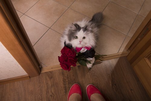 Мохнатые беспредельщики