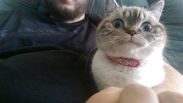 Животные, которых тоже чертовски удивляет этот мир