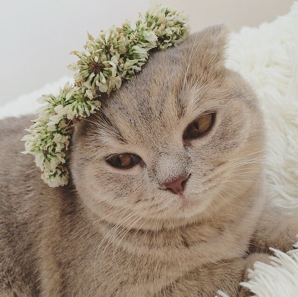 Прикольные животные
