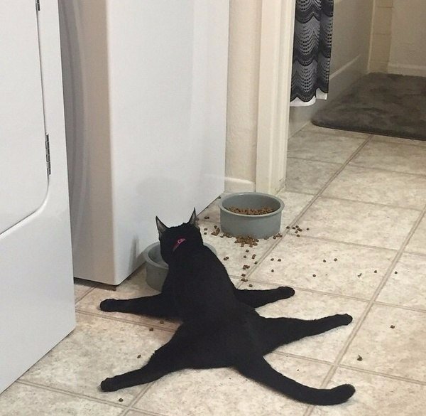 Коты из сети