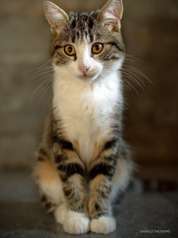 Коты из сети