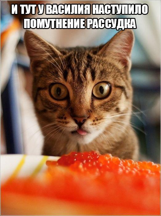 Коты и Кошки