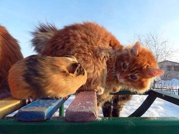Коты и Кошки
