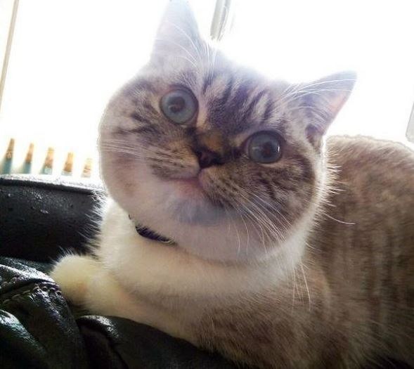Коты и Кошки