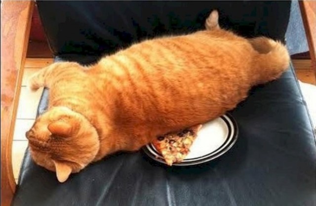 Коты и Кошки