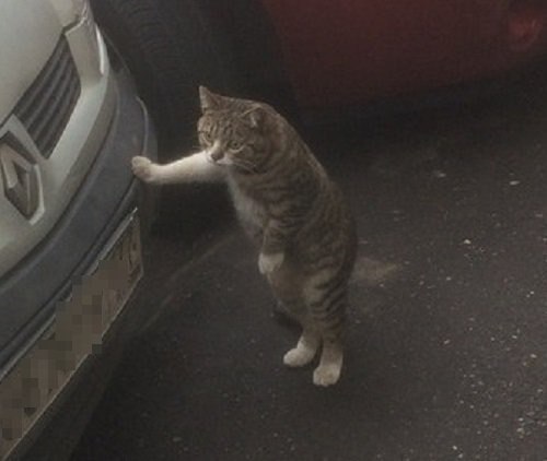 Коты и Кошки