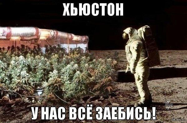 Они здесь