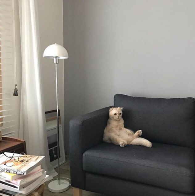 Прикольных котов пост