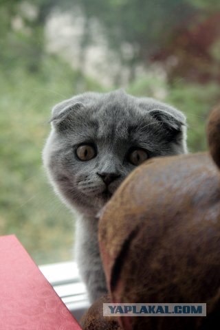 Коты на вторник на ЯПлакалъ (07.10.2008)