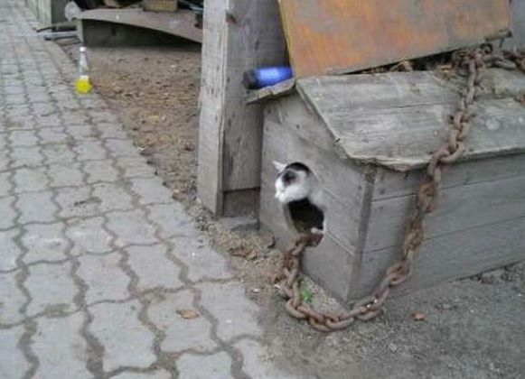 Котовторник с корниш-рексами (12 фот)