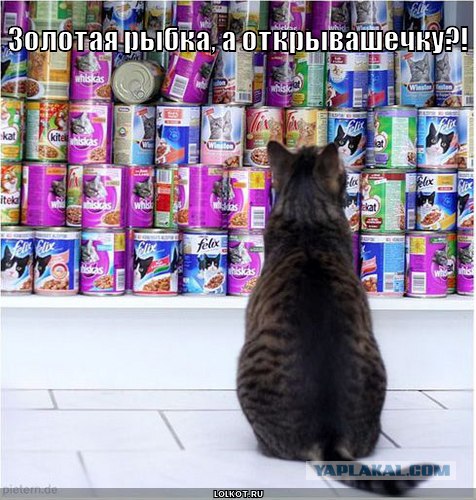 Котовторник уже сегодня!