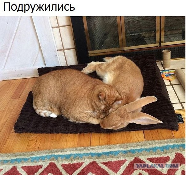Немного картинок на вечер этой субботы