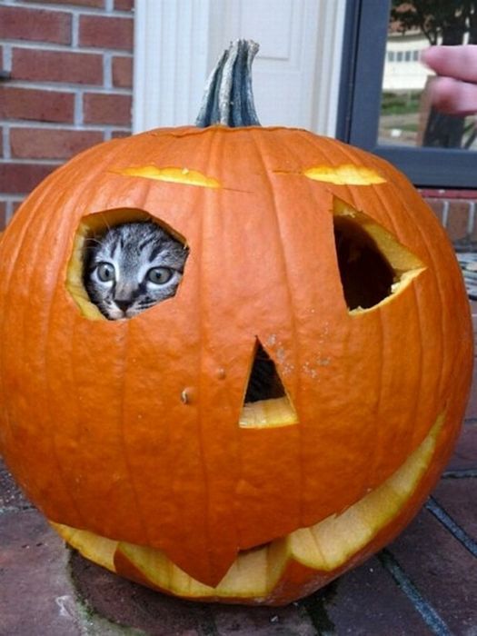 Котовторник: Кошки и ягнёнок