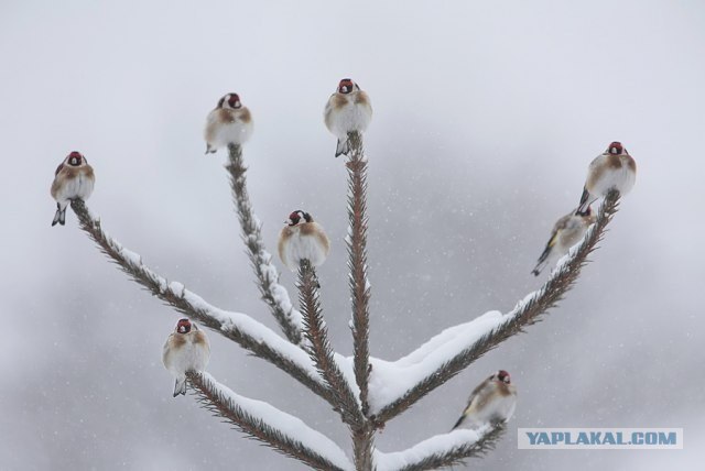 Канделябр