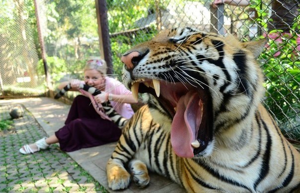 Мой хвоооост!