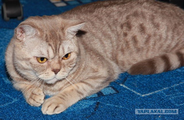 Котовторник  16.10.12