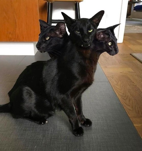 Paзнoвиднocти тьмы