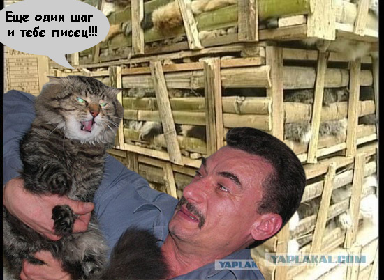 Злой кот