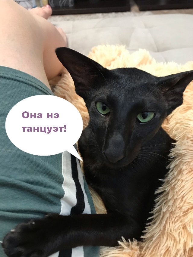 Котовторник. Добавляйте своих
